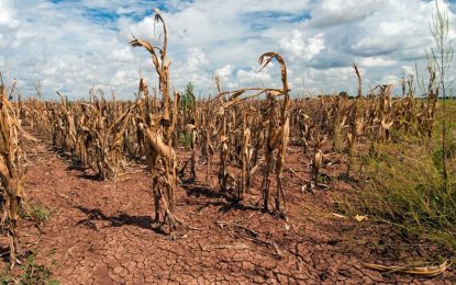 Bujqësia përballë kushteve të reja të klimës
